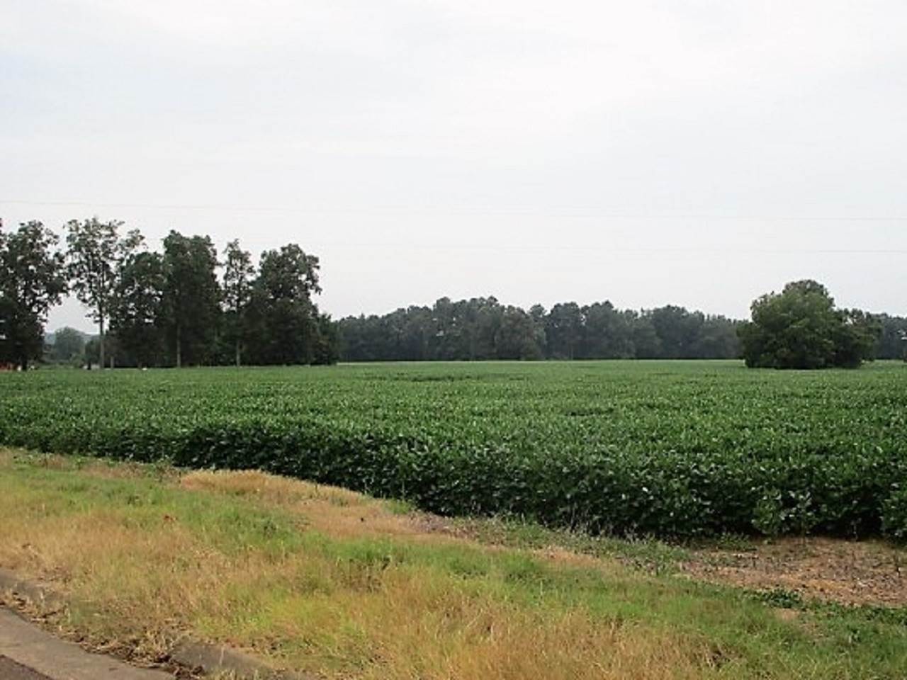 0 45th Highway South Ramer, TN 38367 - Photo 2 of 6 Gallery Image 2