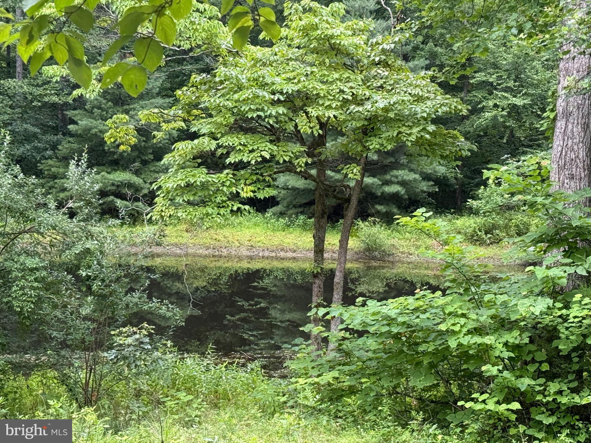 West Hoover Road Reva, VA 22735 - Photo 1 of 6 Tranquil waters amidst lush greenery.
