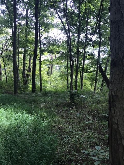 158-acres Eagle Tunnel Road Dry Ridge, KY 41035 - Photo 3 of 22 Gallery Image 3