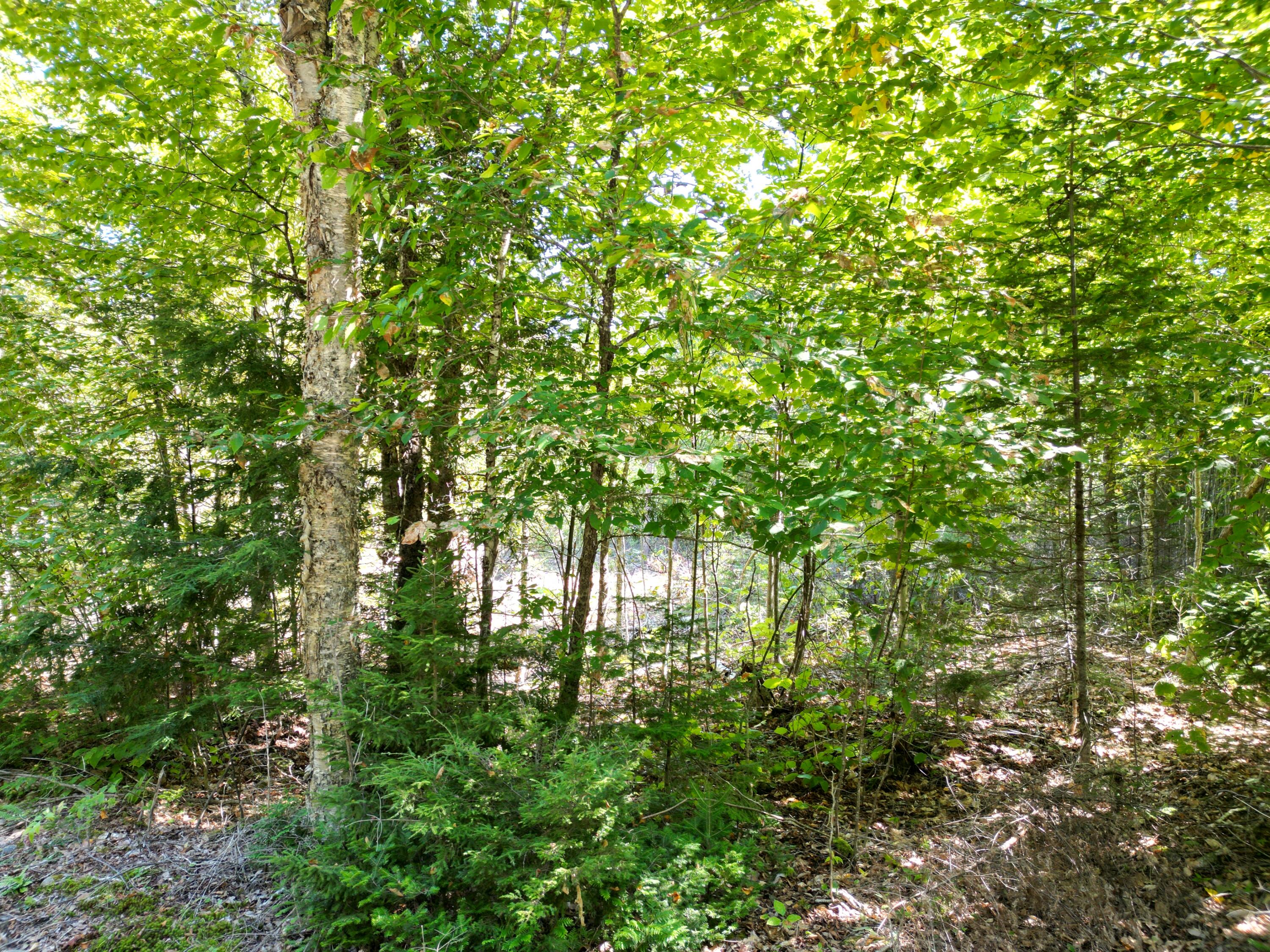 Lot 32 Bearce Road Lakeville, ME 04487 - Photo 12 of 14 DJI_0941
