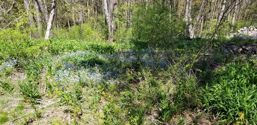 16 Amherst Road Pelham, MA 01002 - Photo 16 of 17 a view of a lush green forest