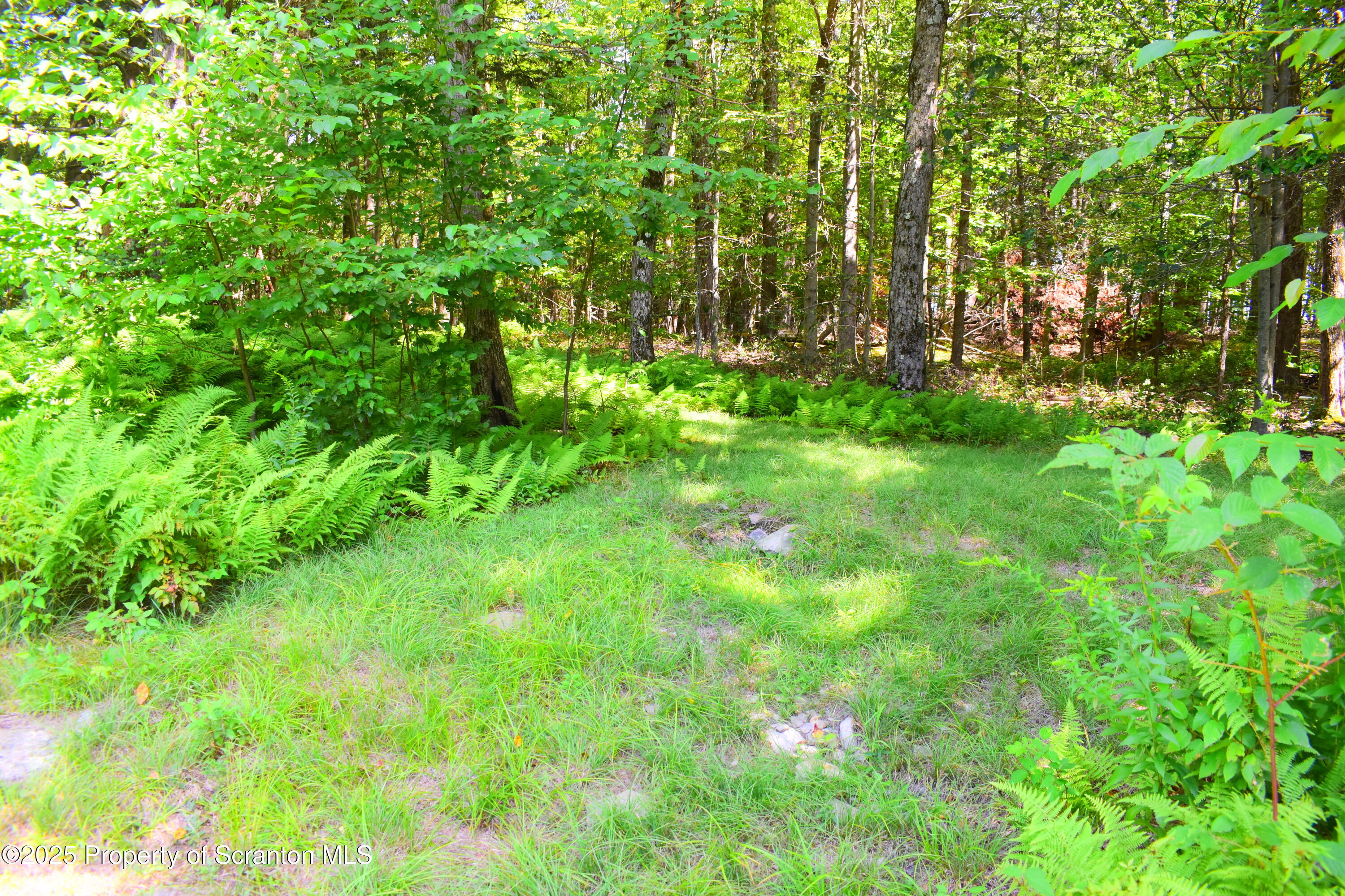 65 T687 Little Meadows, PA 18830 - Photo 4 of 21 Rear woods