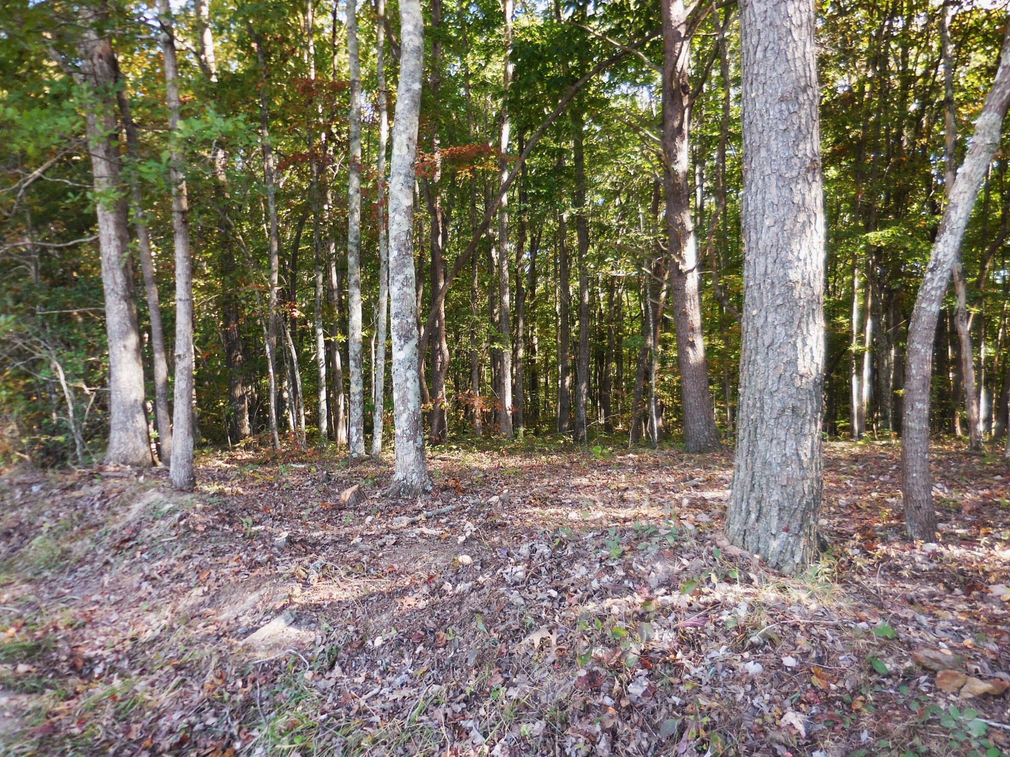 29 Grape Vine Road Crossville, TN 38572 - Photo 22 of 32 Gallery Image 22