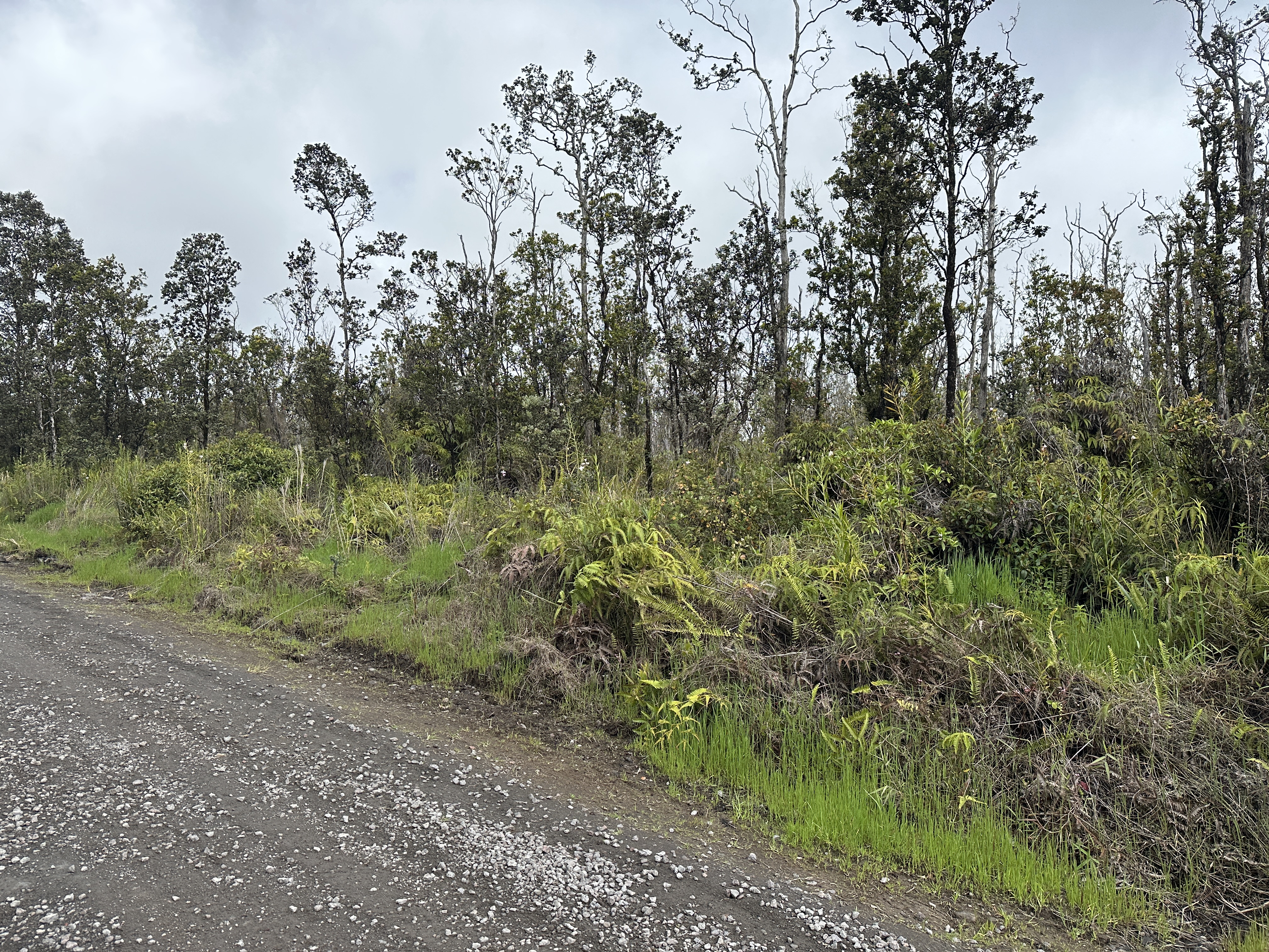 45 Kaleponi Road Mountain View, HI 96771 - Photo 2 of 3 a view of a lush green forest with lots of trees