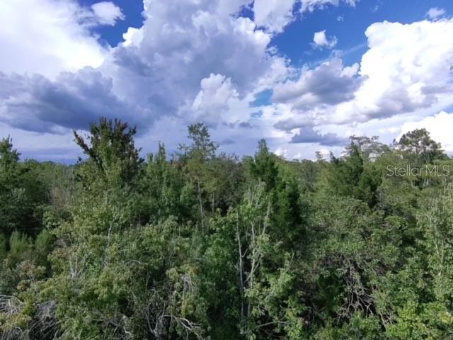 Sheldon Street Orlando, FL 32833 - Photo 6 of 8 a view of a lot of trees
