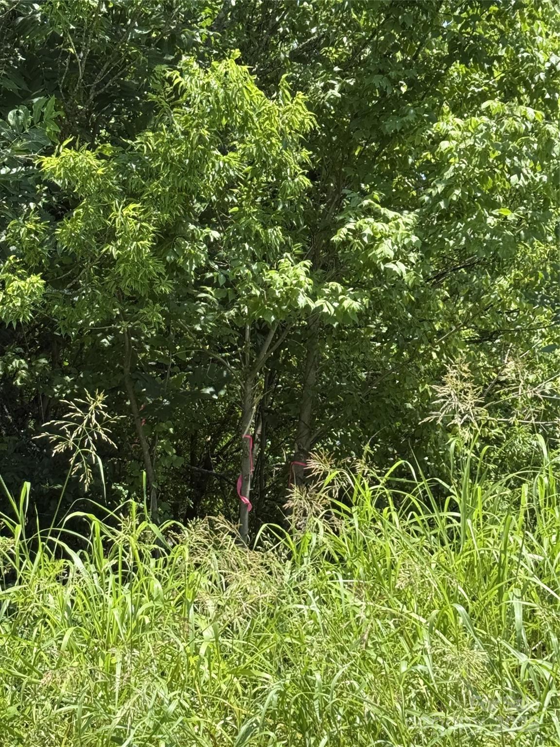 Lot 4-and West Elliot Street Chester, SC 29706 - Photo 3 of 5 a picture of a tree