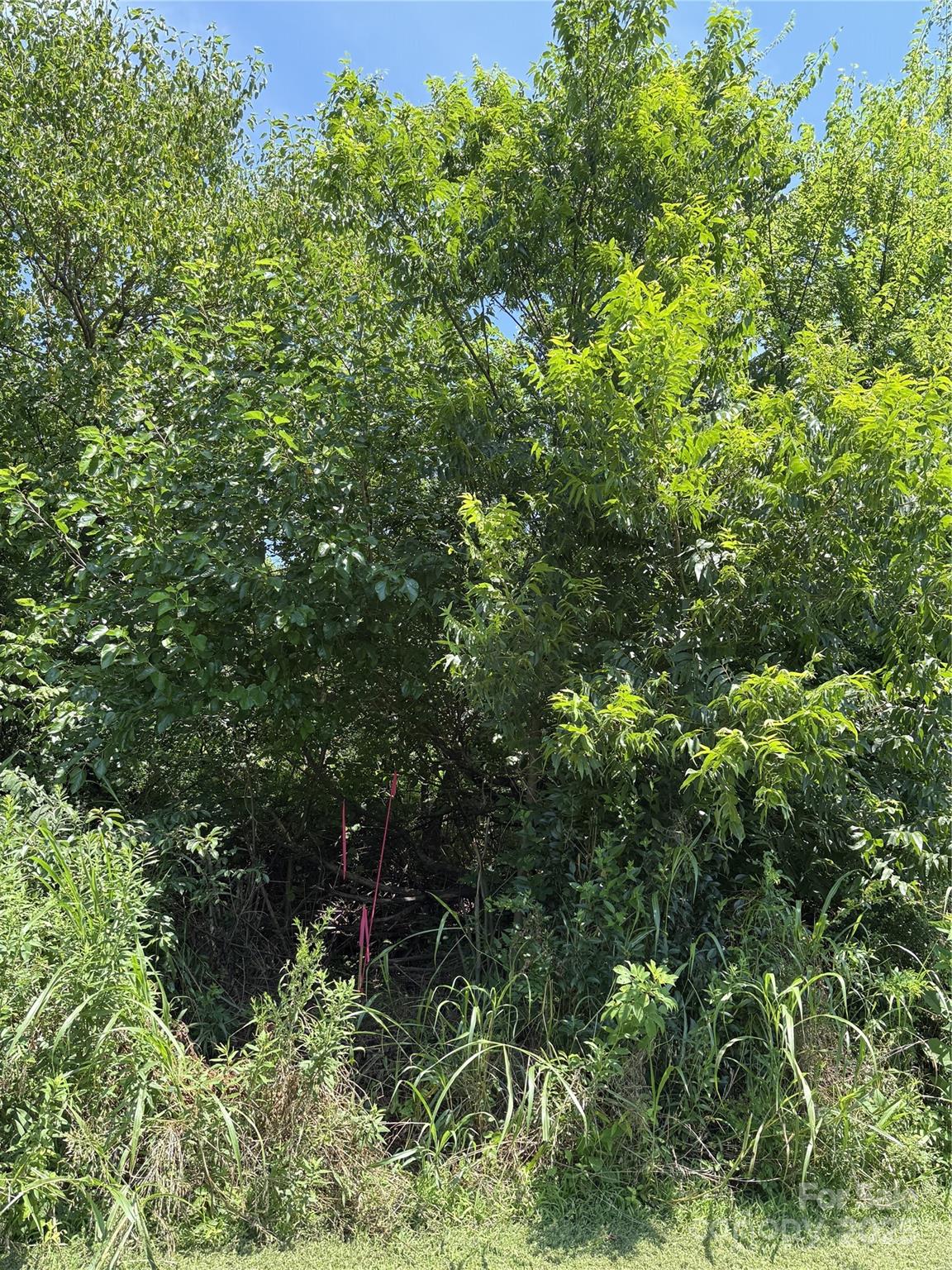 Lot 4-and West Elliot Street Chester, SC 29706 - Photo 4 of 5 a view of a lush green forest