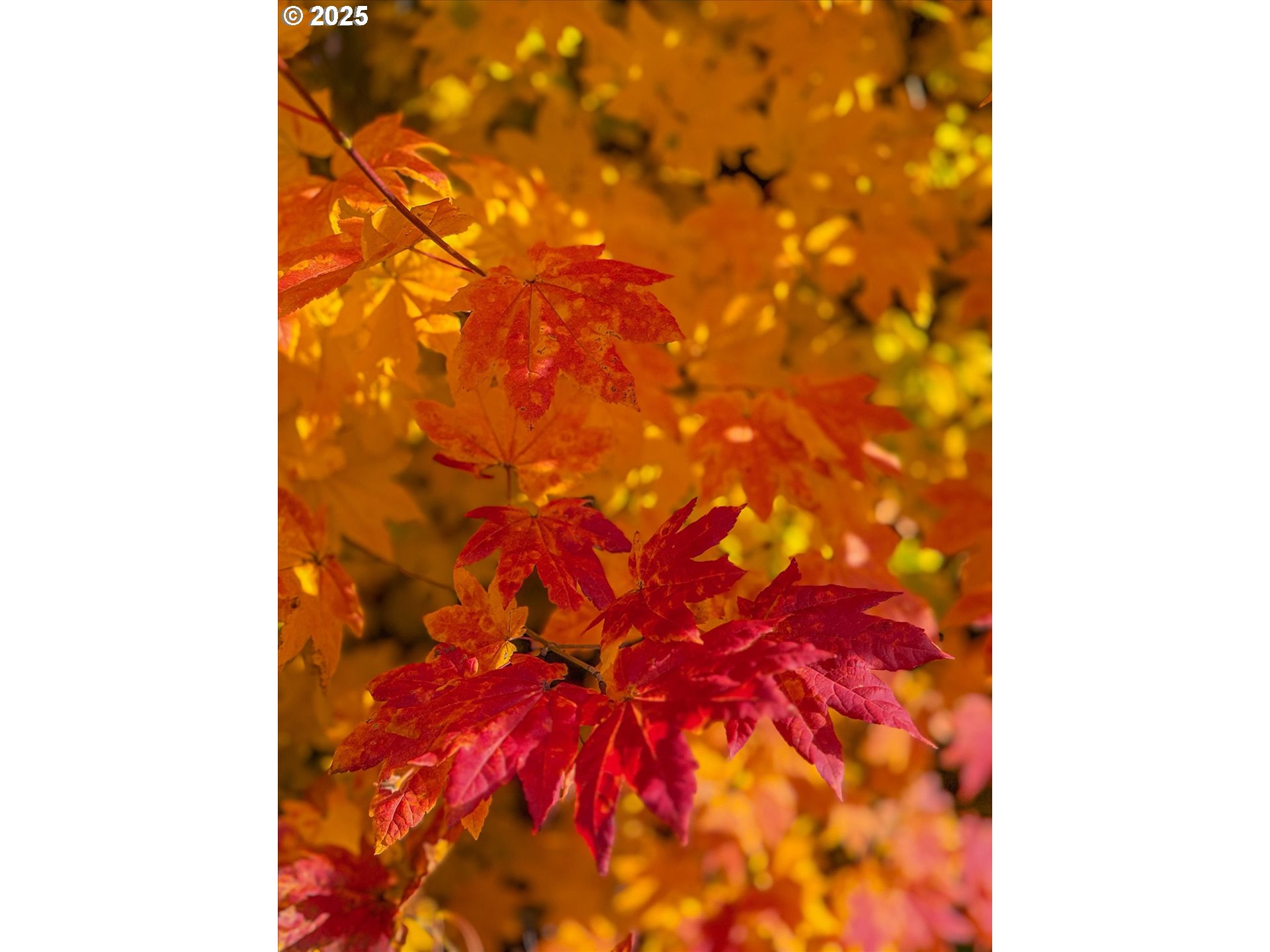 185 Southwest Mawrcrest Avenue Gresham, OR 97030 - Photo 46 of 46