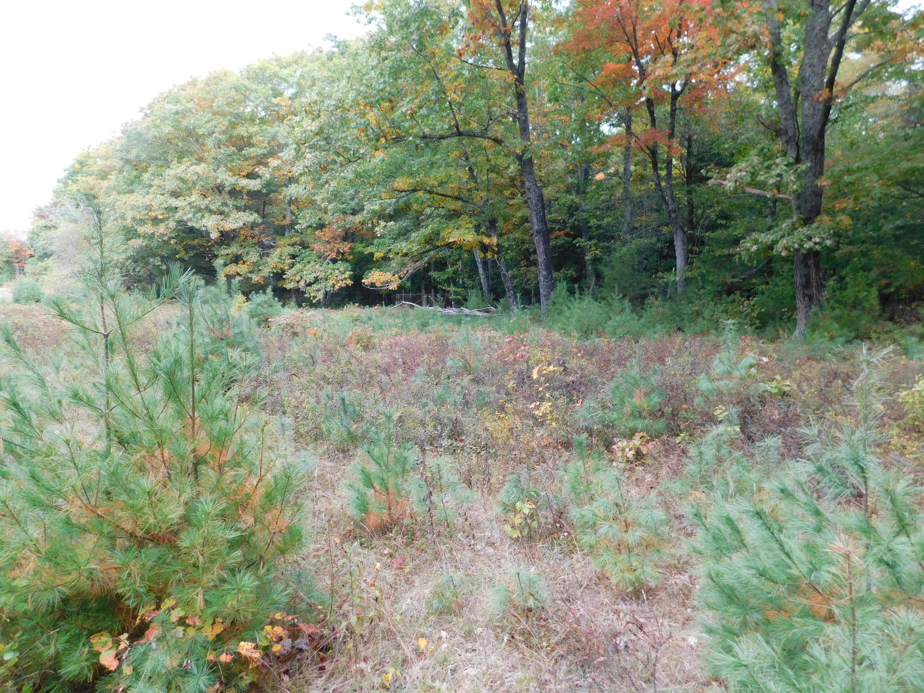 0 Kelley Road Orono, ME 04473 - Photo 11 of 11 DSCN0201