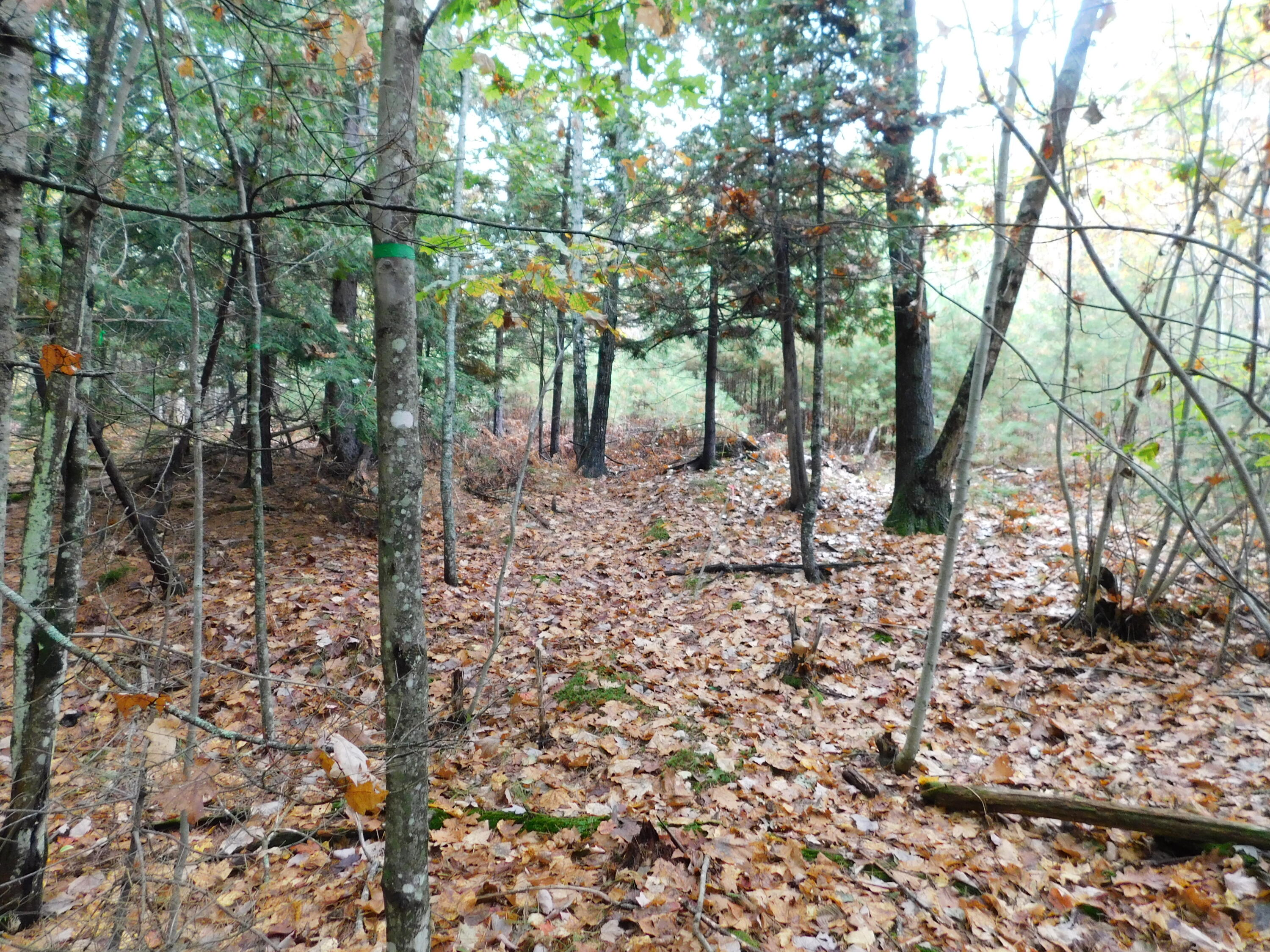 0 Kelley Road Orono, ME 04473 - Photo 4 of 11 DSCN0194