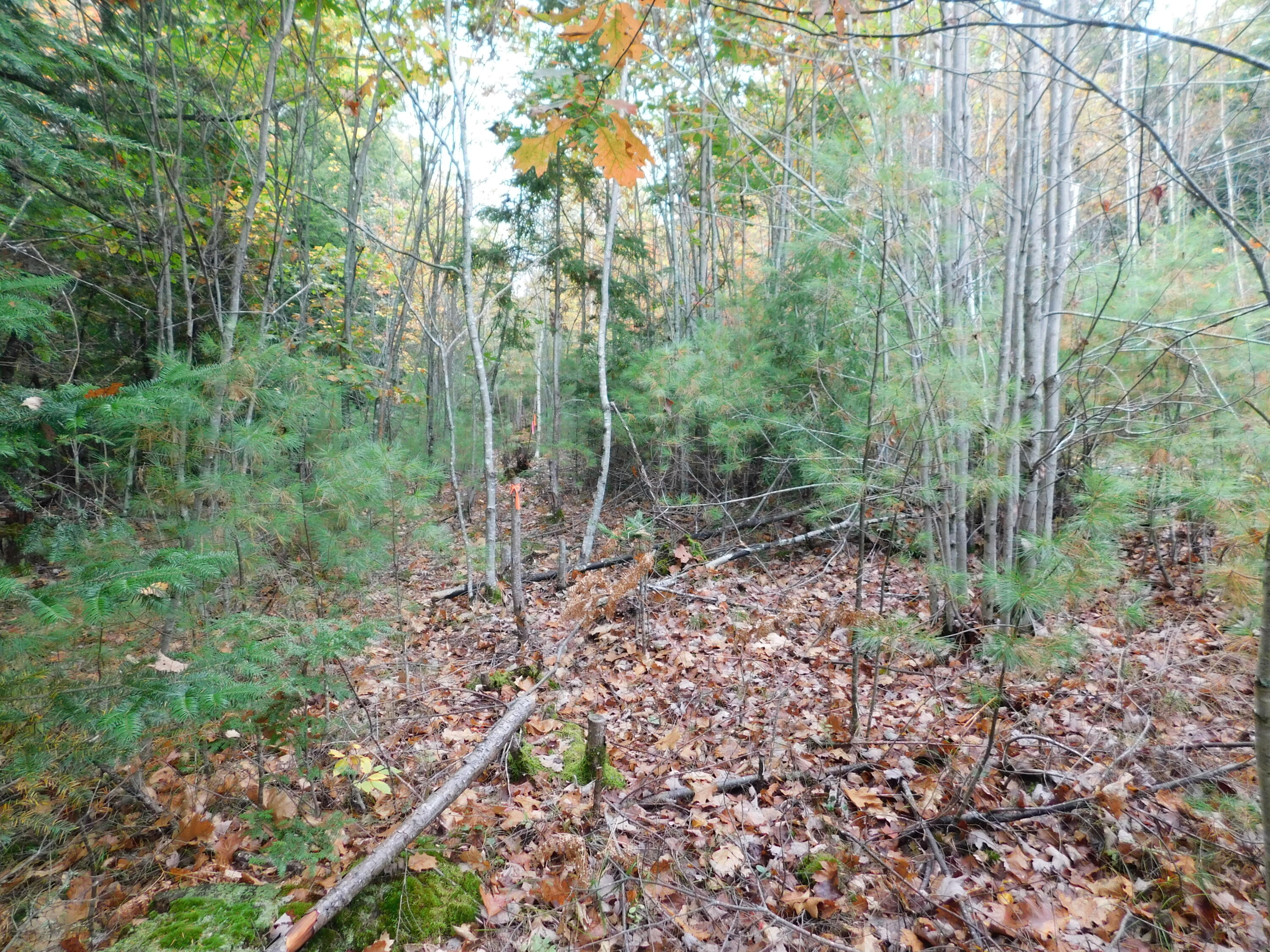 0 Kelley Road Orono, ME 04473 - Photo 5 of 11 DSCN0195