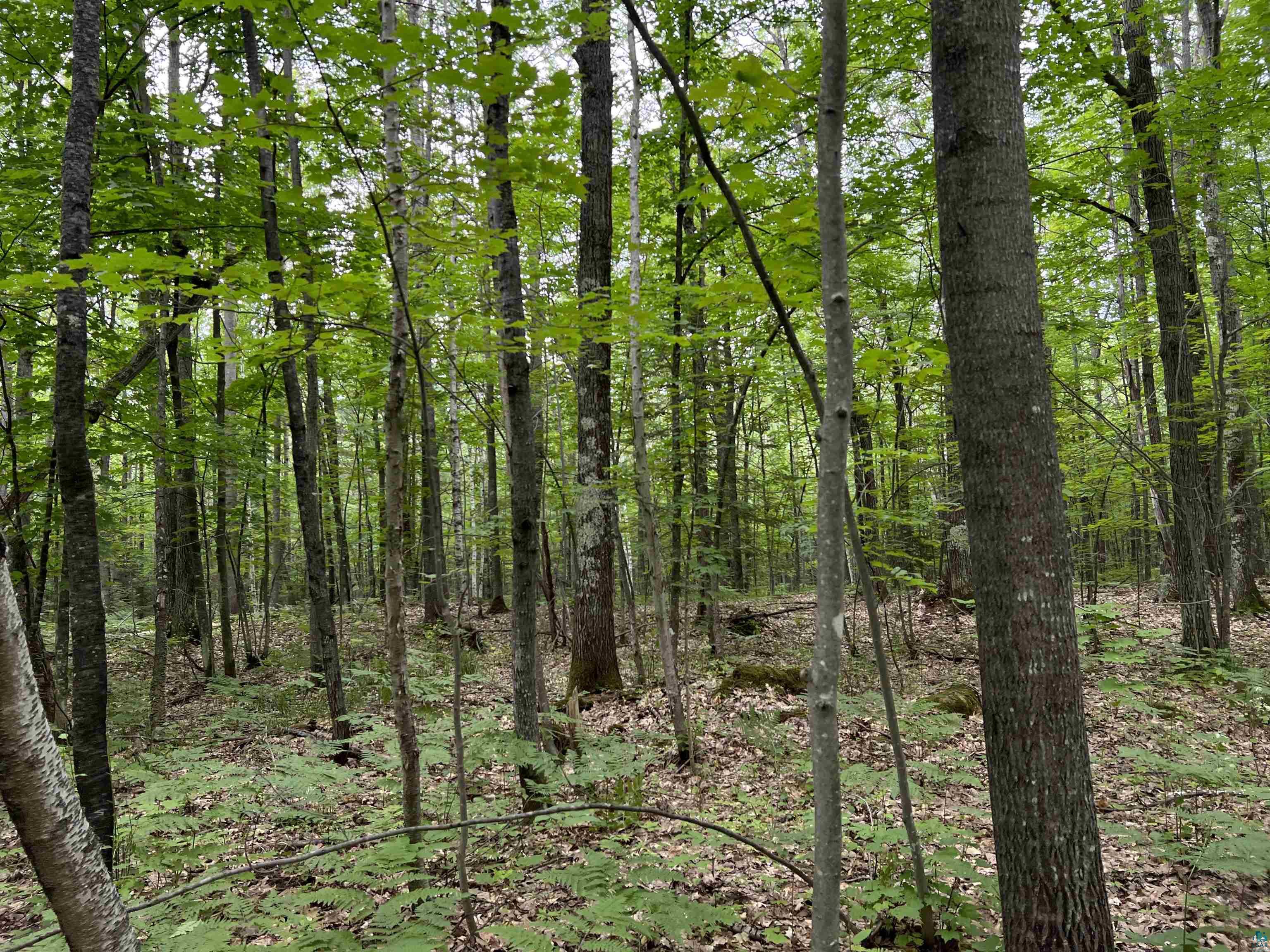 Xxxx South Maple Hill Road Washburn, WI 54891 - Photo 8 of 21 Gallery Image 8