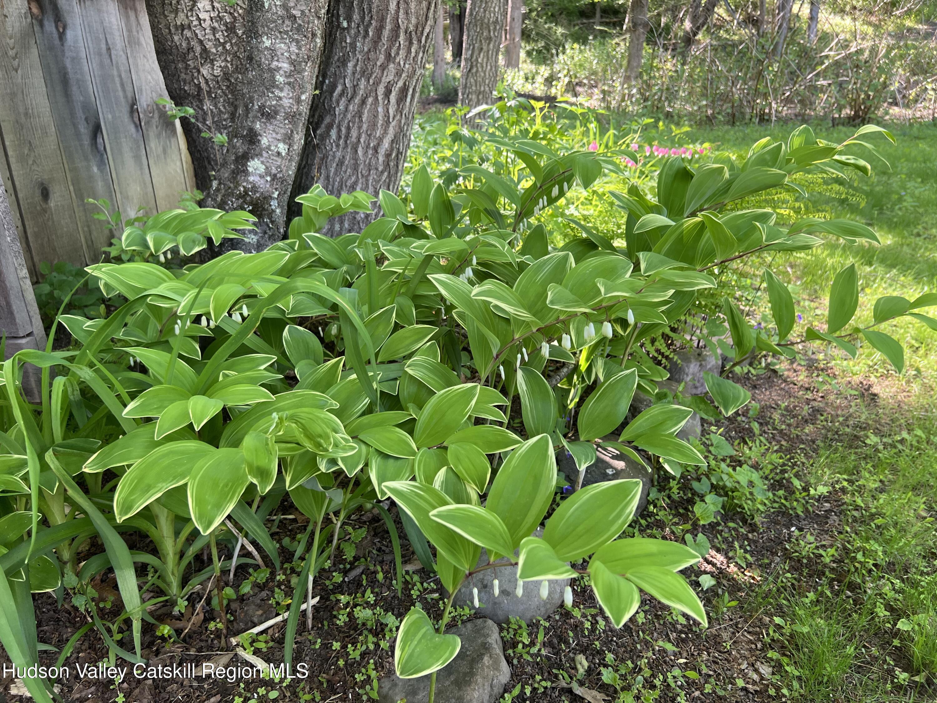 3645 Atwood Road Stone Ridge, NY 12484 - Photo 26 of 26 Hostas