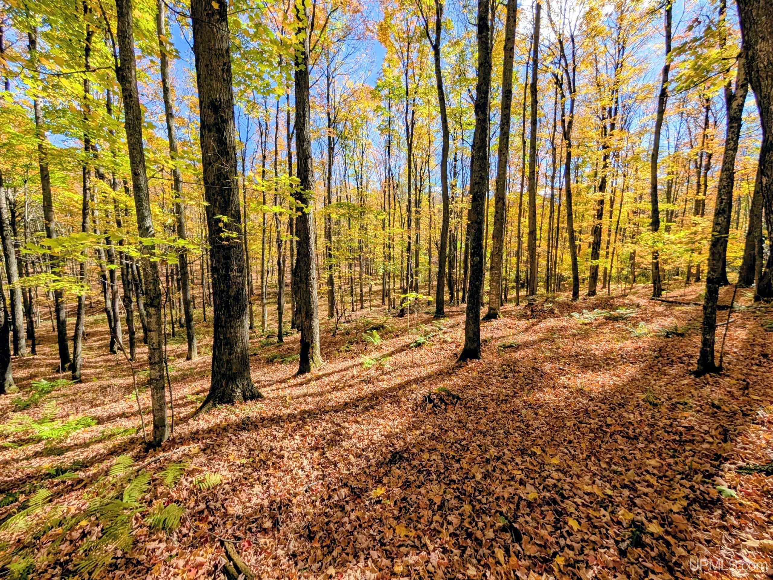 20-acres Don's Road Iron River, MI 49935 - Photo 11 of 13 Gallery Image 11