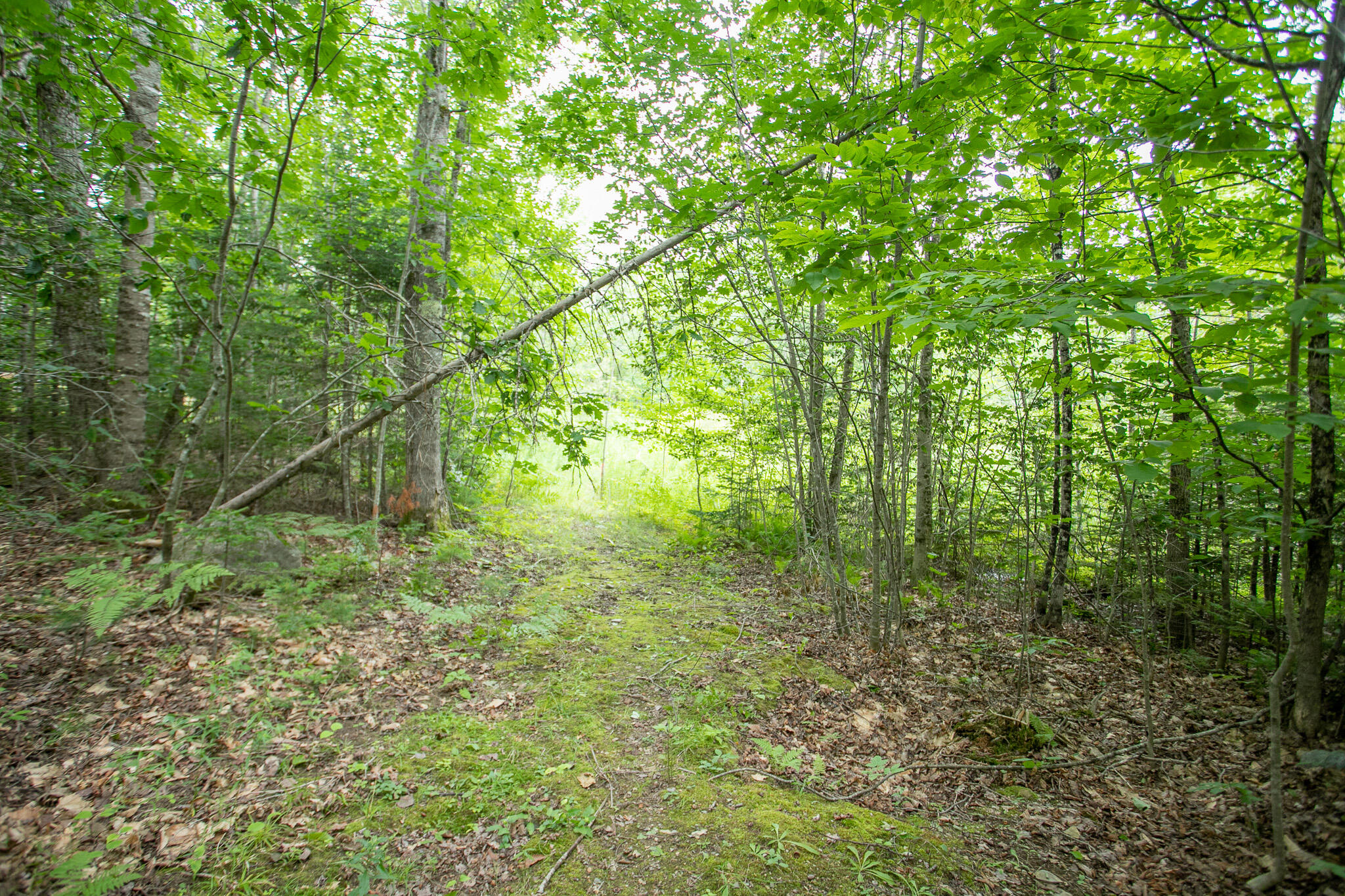 Lot 44-6 Five Road Carmel, ME 04419 - Photo 9 of 21 IMG_0456