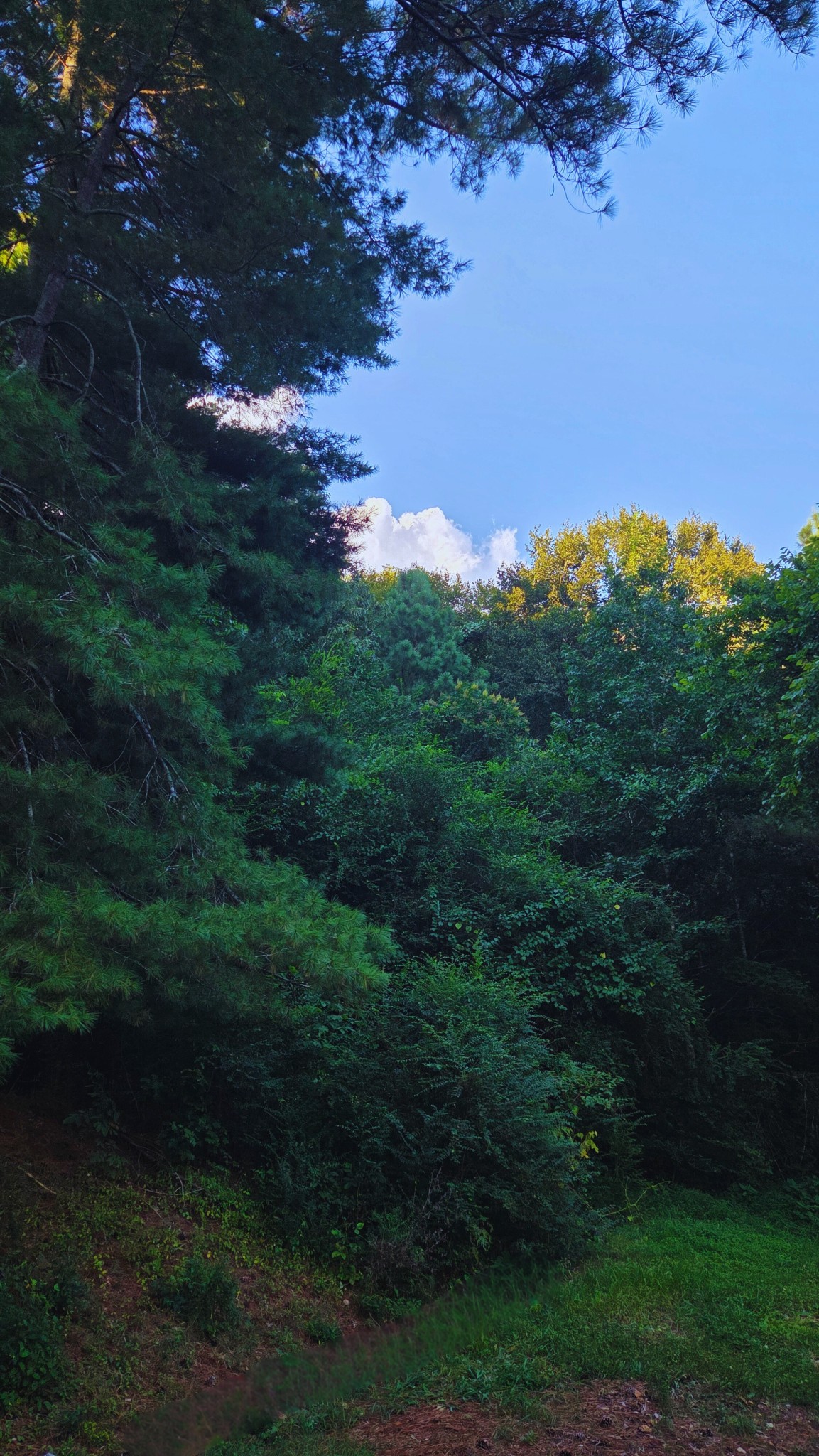 1080 Veterans Road Ashland City, TN 37015 - Photo 8 of 35 a view of outdoor space and yard