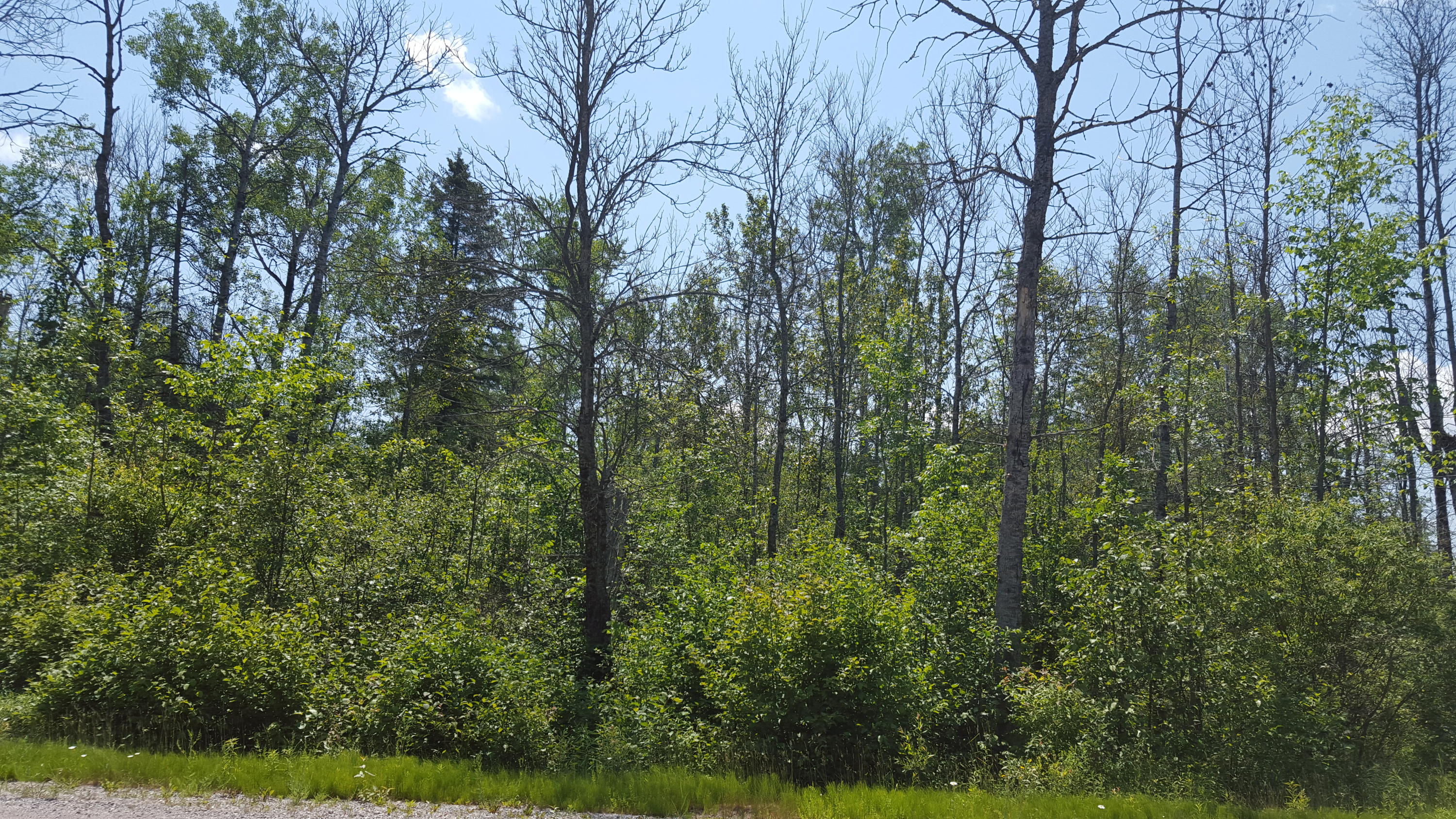 16493 Long Rapids Road Lachine, MI 49753 - Photo 1 of 6 Gallery Image 1