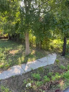 a view of a yard with plants and large trees