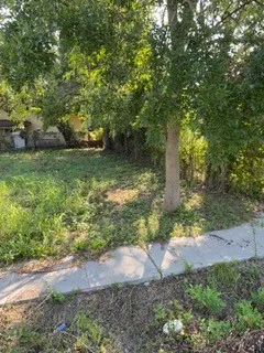 a view of a yard with plants and large trees