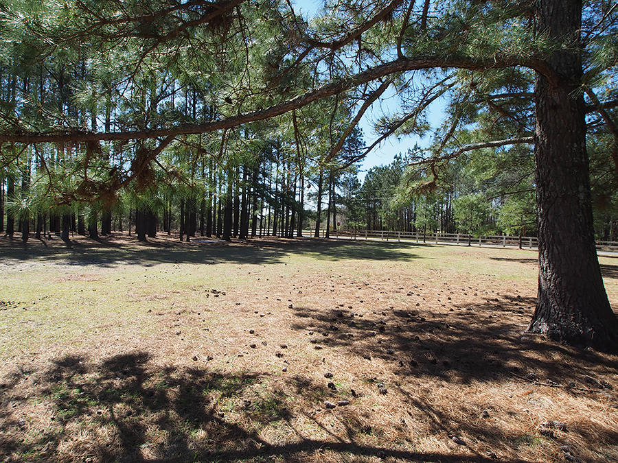 176 Quewhiffle Road Aberdeen, NC 28315 - Photo 39 of 45 pasture1