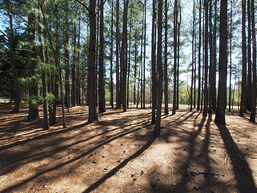 176 Quewhiffle Road Aberdeen, NC 28315 - Photo 41 of 45 pasture5