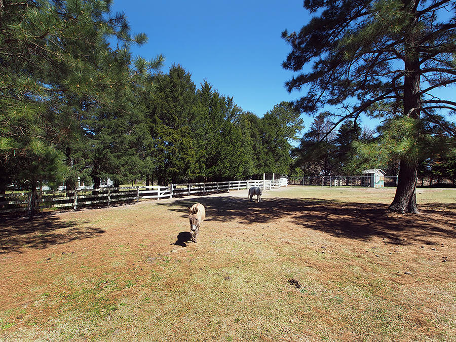 176 Quewhiffle Road Aberdeen, NC 28315 - Photo 42 of 45 pasture6