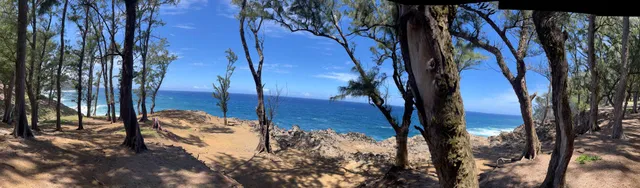 a view of a tree in a yard
