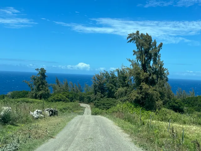 a view of a large garden with lots of bushes