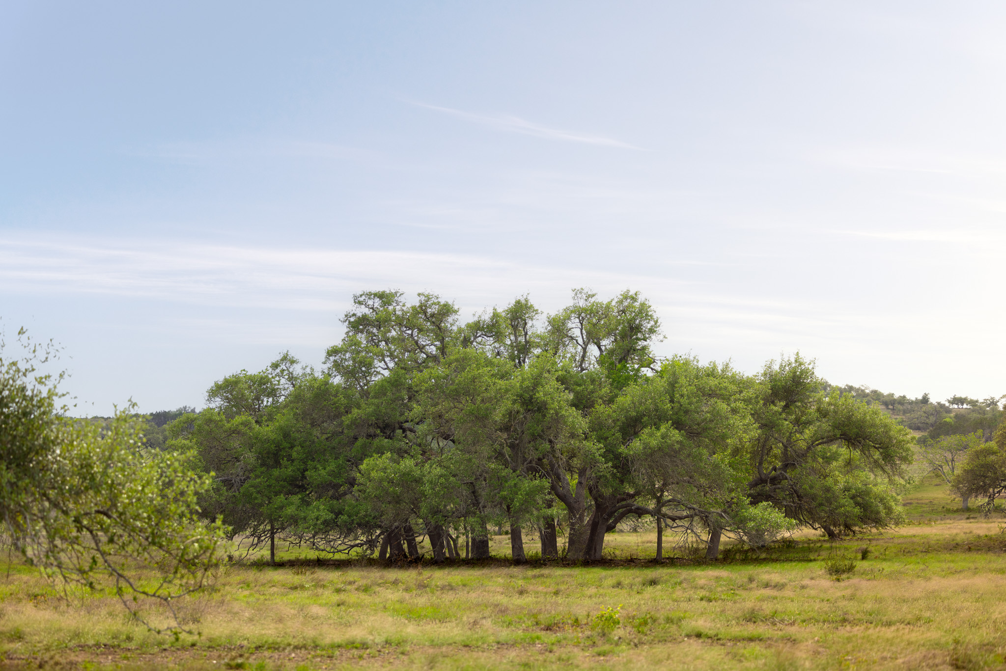 2609 Prochnow Road Dripping Springs, TX 78620 - Photo 9 of 14 Expansive natural landscape featuring a cluster of mature trees and open grasslands