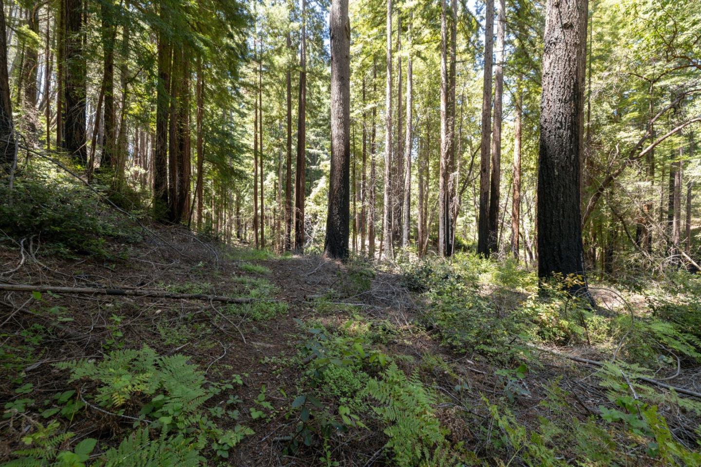 Lot 17 Branson Ranch Boulder Creek, CA 95006 - Photo 12 of 45 a view of outdoor space and garden