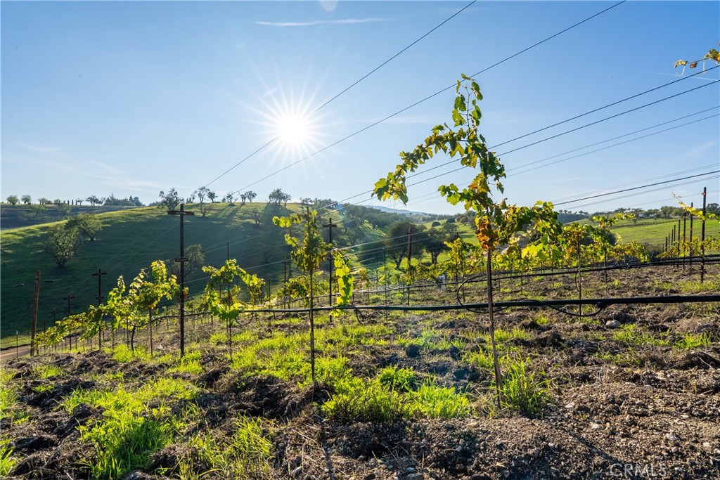 550 Villa Lots Road Paso Robles, CA 93446 - Photo 25 of 31 Vineyard views