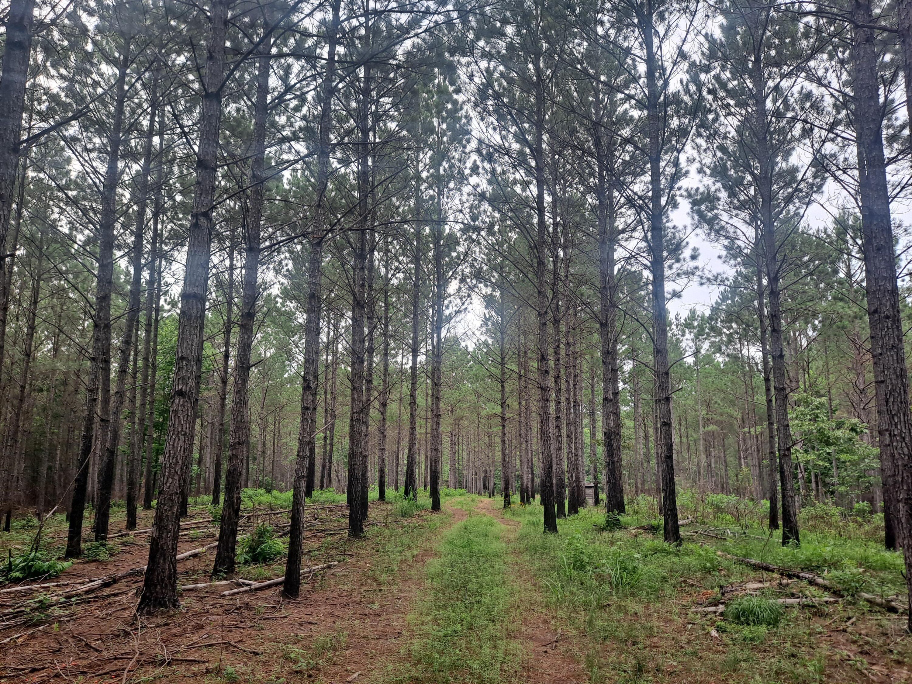3065 Co Road Double Springs, AL 35553 - Photo 11 of 11 20250627_141409