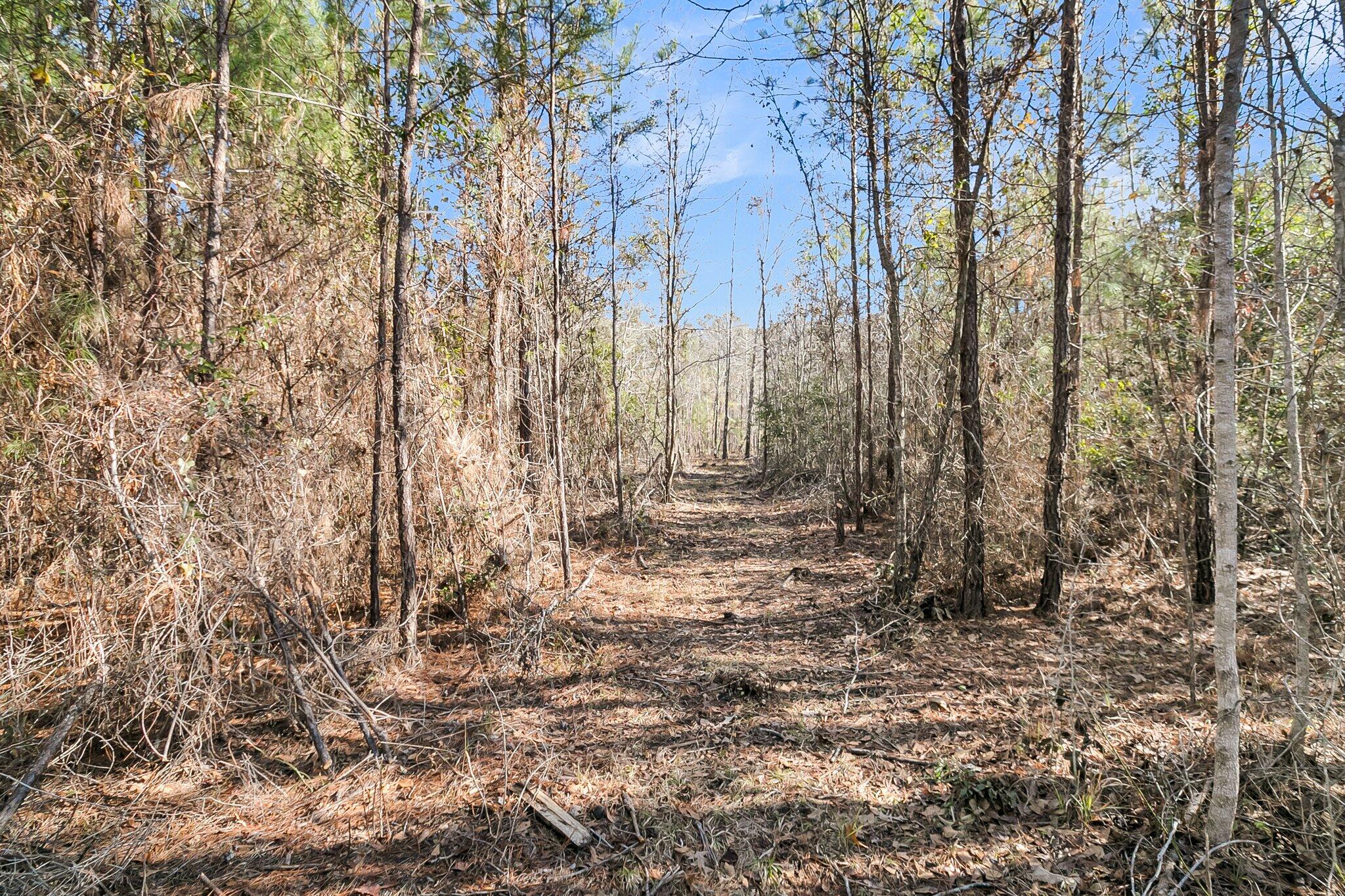 1 Schurlknight Road St. Stephen, SC 29479 - Photo 9 of 25 CREM - 0 Schurlknight Rd-19
