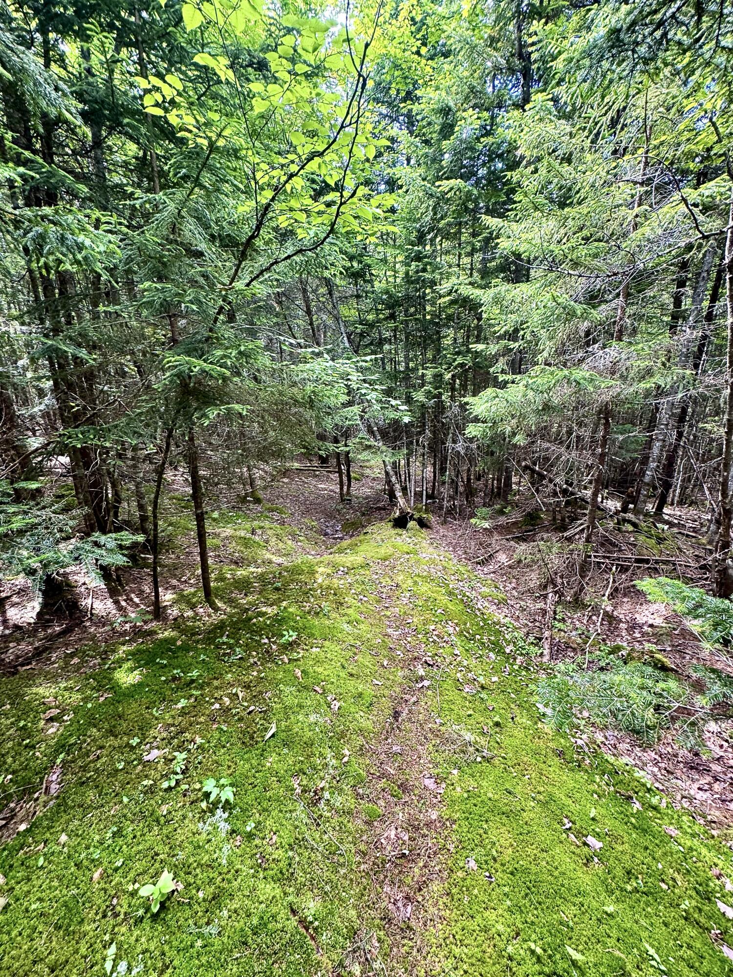 Lot 24 Ermine Road Sandy River Plt, ME 04970 - Photo 18 of 23 Path