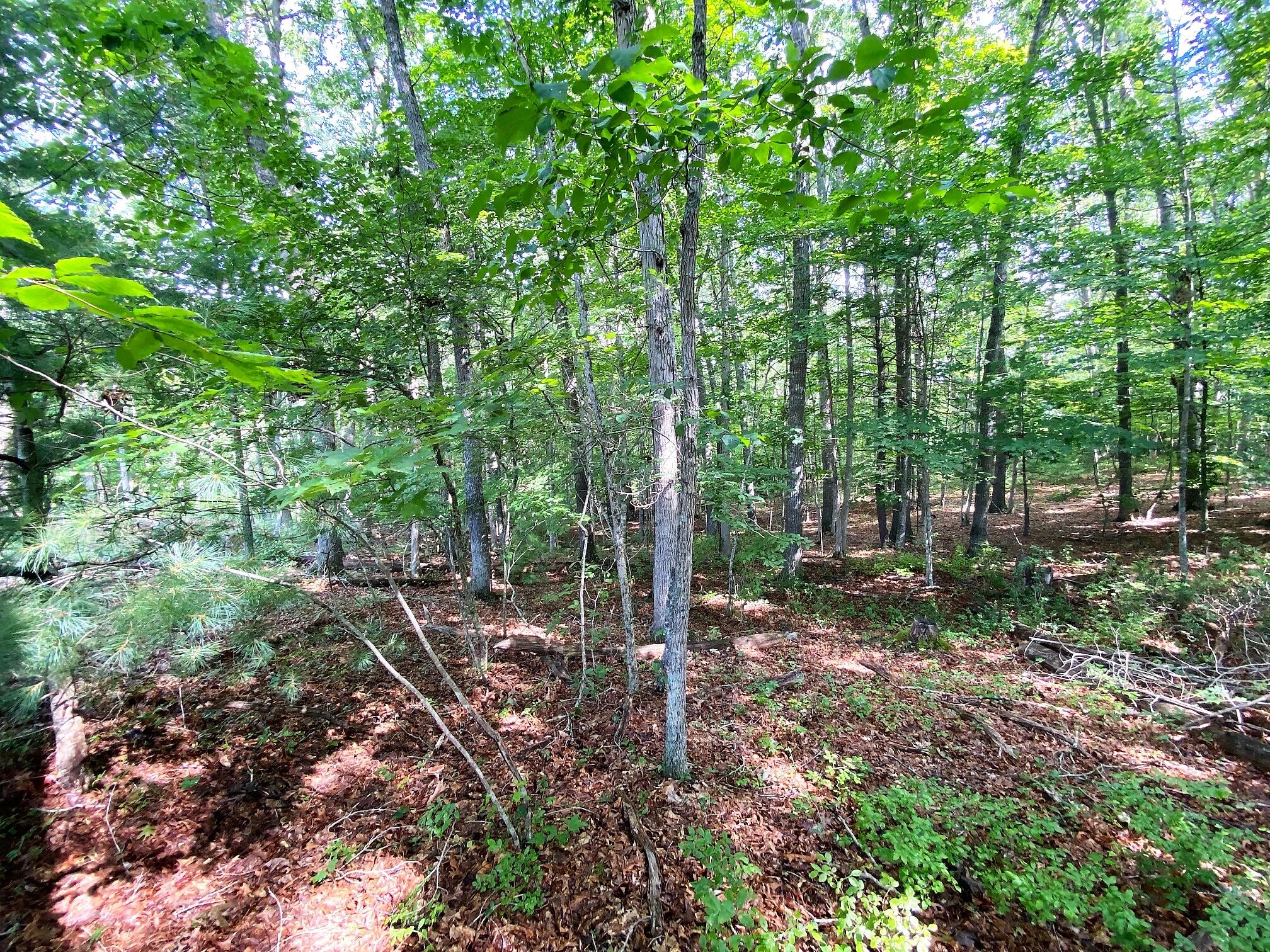 Coleman Cliff Road Frankford, WV 24938 - Photo 27 of 49 Gallery Image 27