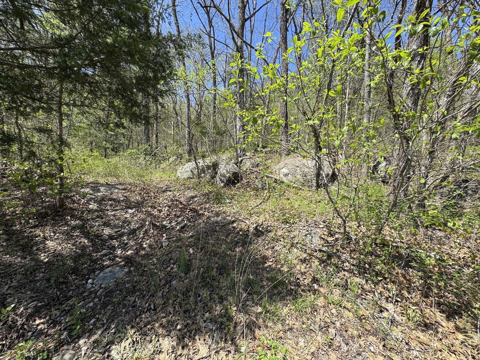 0 Rock Springs Road Watertown, TN 37184 - Photo 2 of 3 a view of a yard with plants and trees