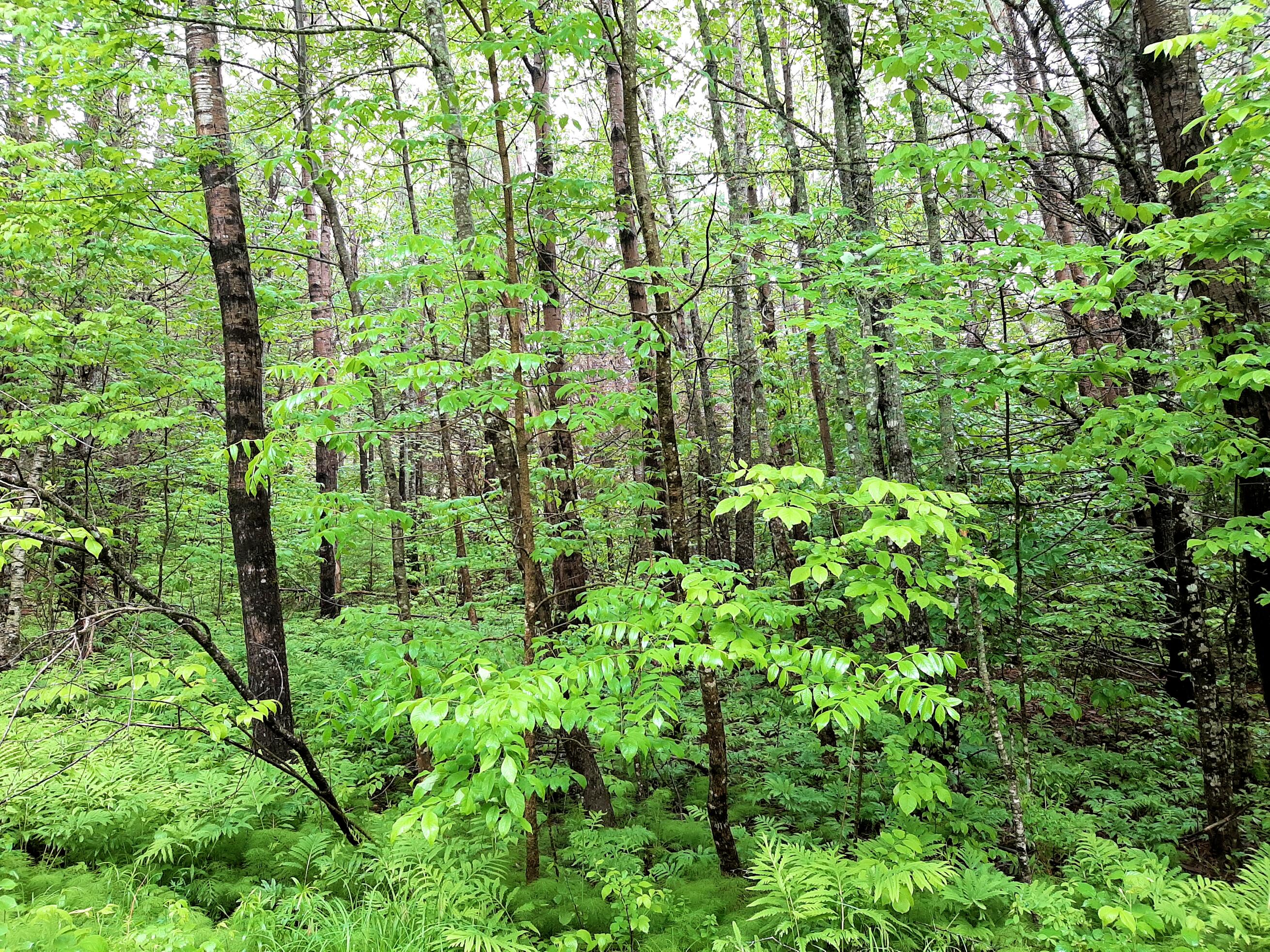 Lot # Lot#17-9 North Road Winn, ME 04495 - Photo 10 of 31 1 TBD North Road 1j