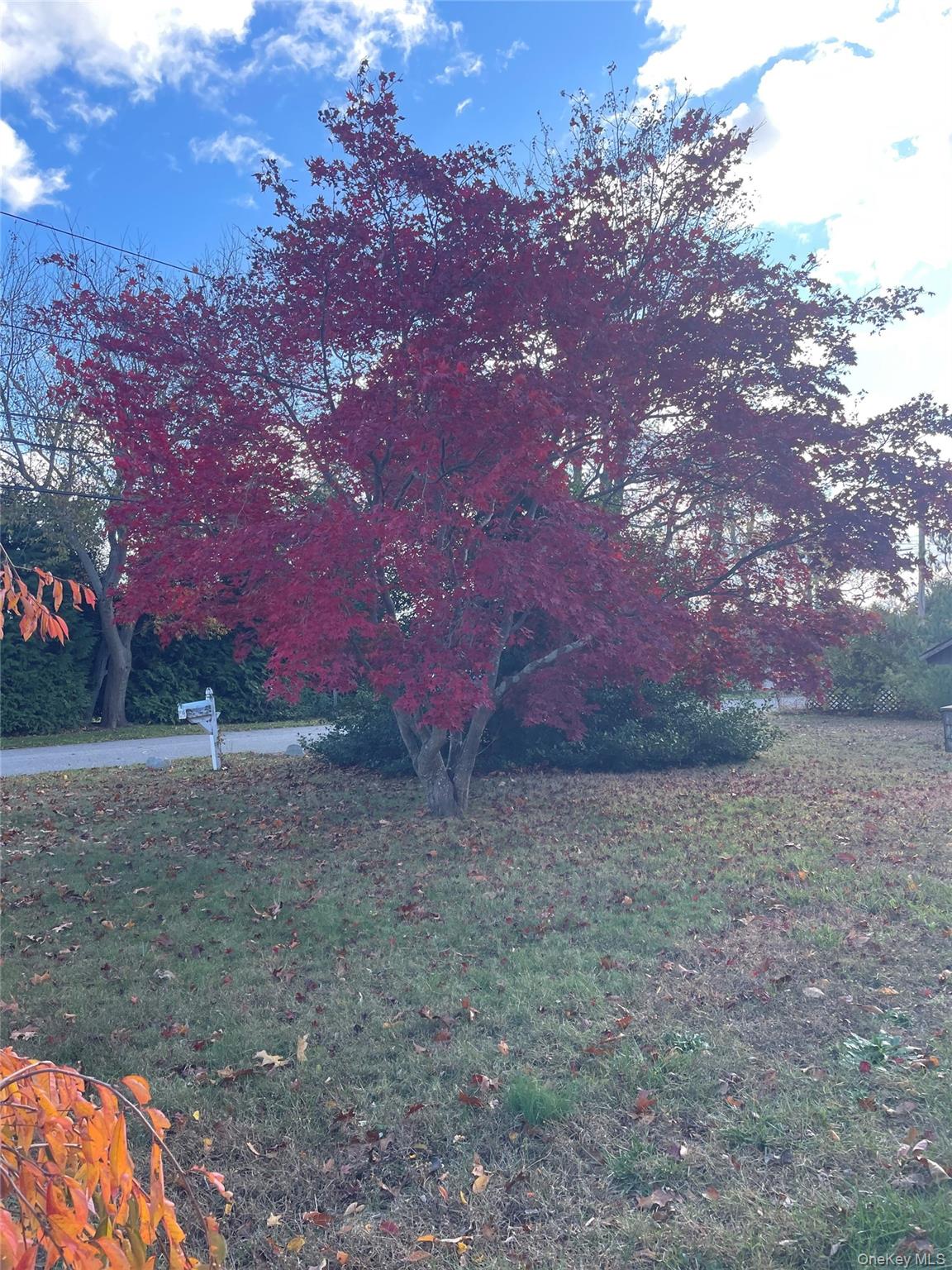 8 Atlantic Avenue Blue Point, NY 11715 - Photo 4 of 24 a view of outdoor space and yard