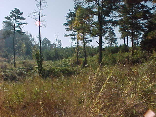 Primary Photo