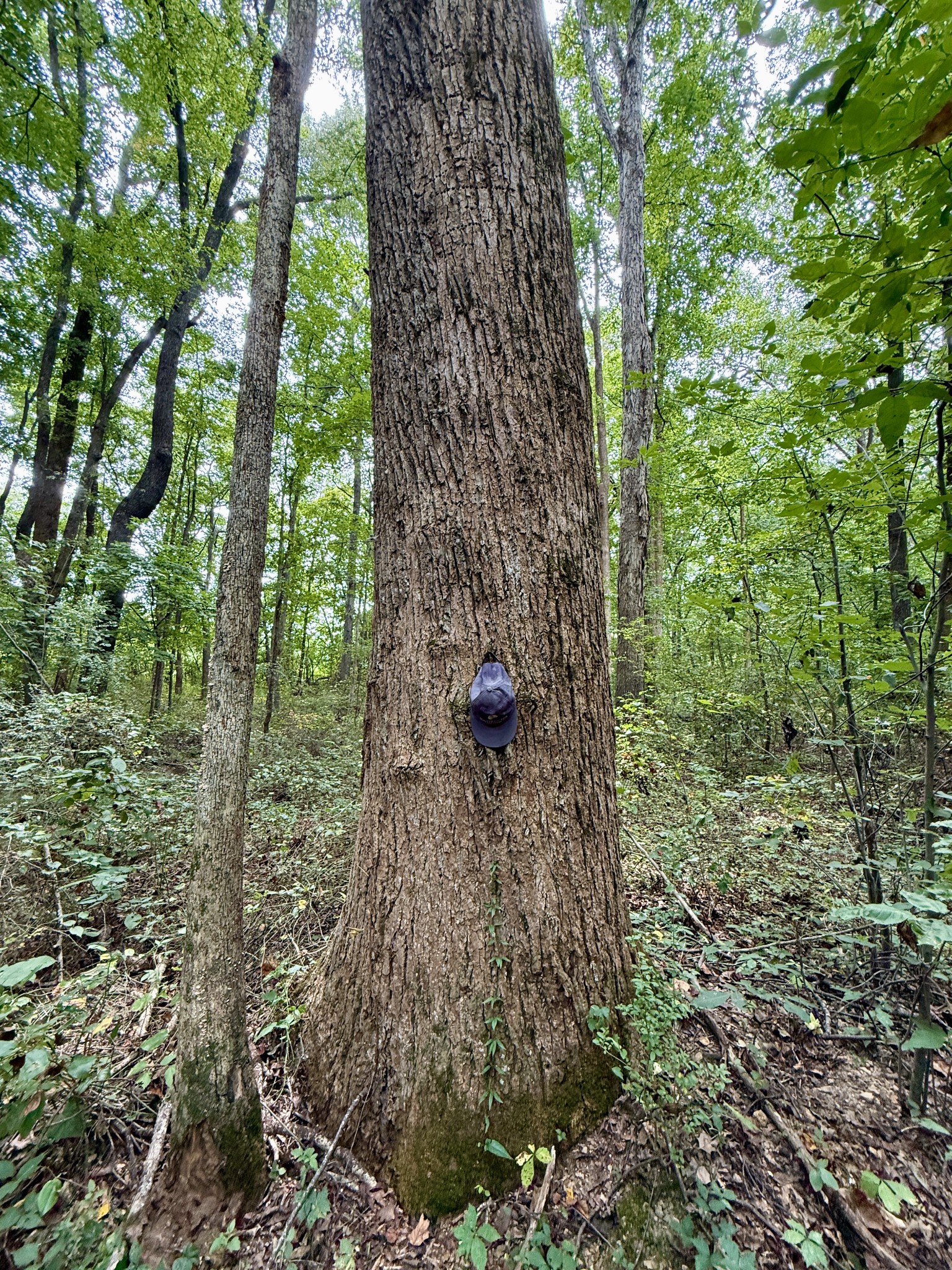 0 Compton Road Athens, AL 35613 - Photo 2 of 9 Gallery Image 2