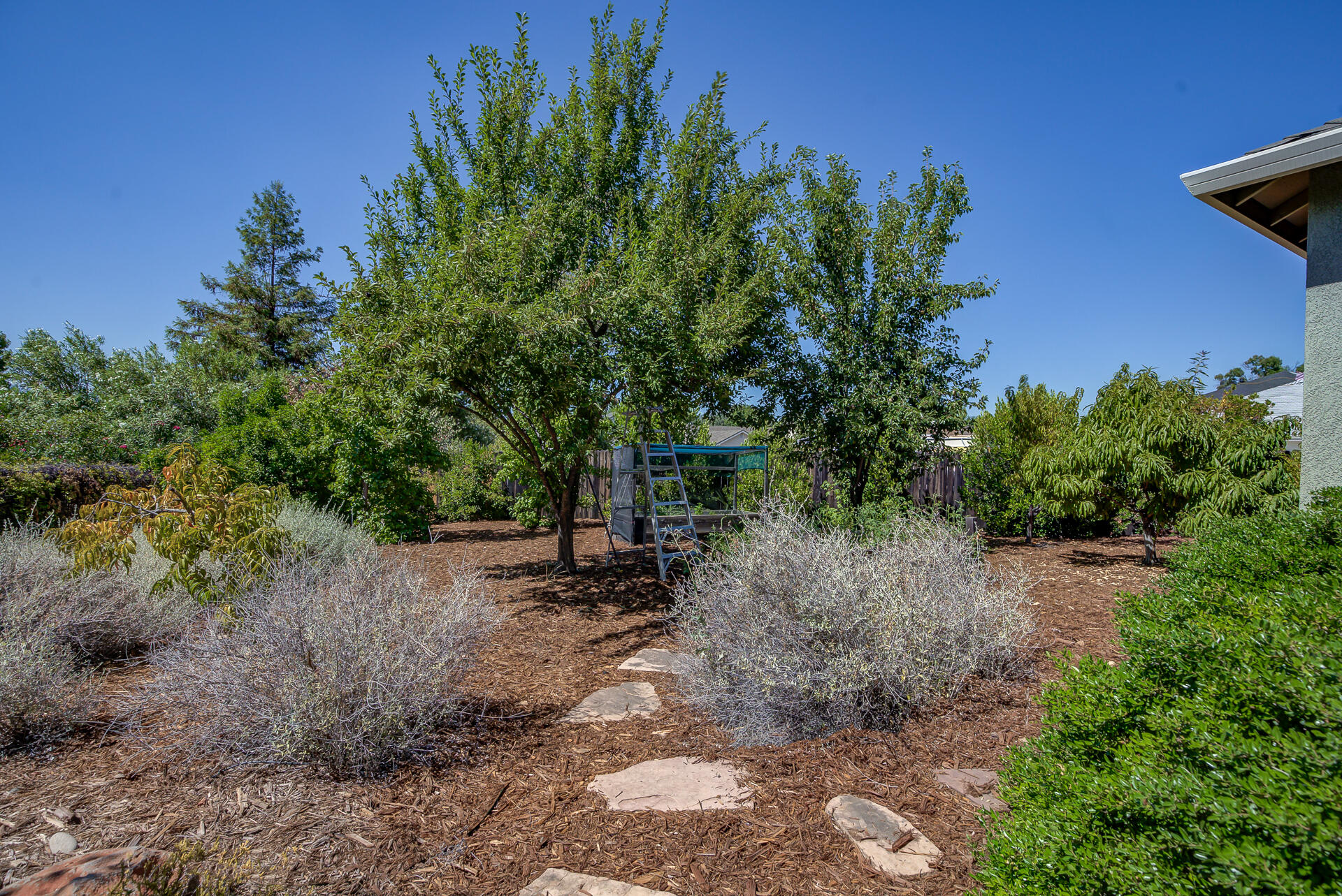 2000 Princeton Way Redding, CA 96003 - Photo 53 of 60 a view of a forest with trees in the background