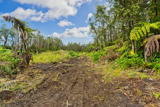 a pathway of a garden
