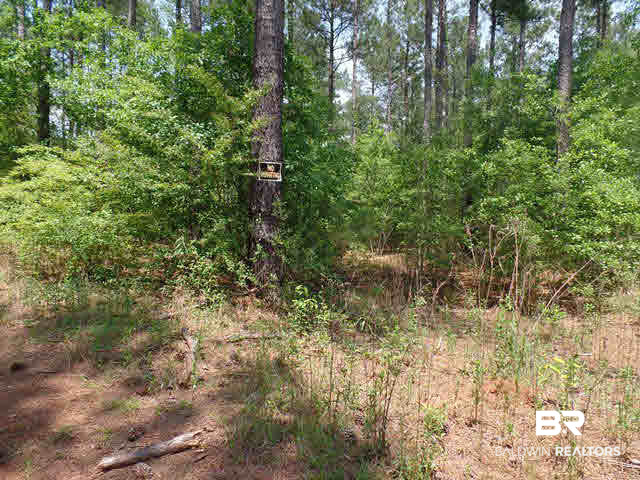 500 County Road 462 Kinston, AL 36453 - Photo 11 of 25