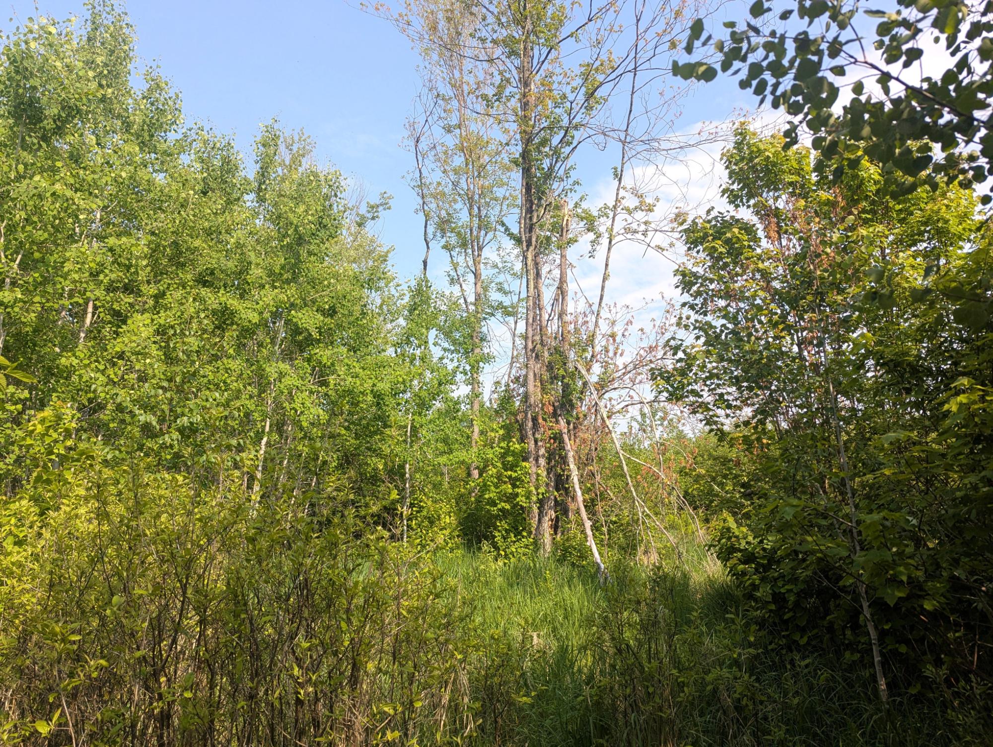 N5858 River Road Rib Lake, WI 54470 - Photo 32 of 44 Gallery Image 32