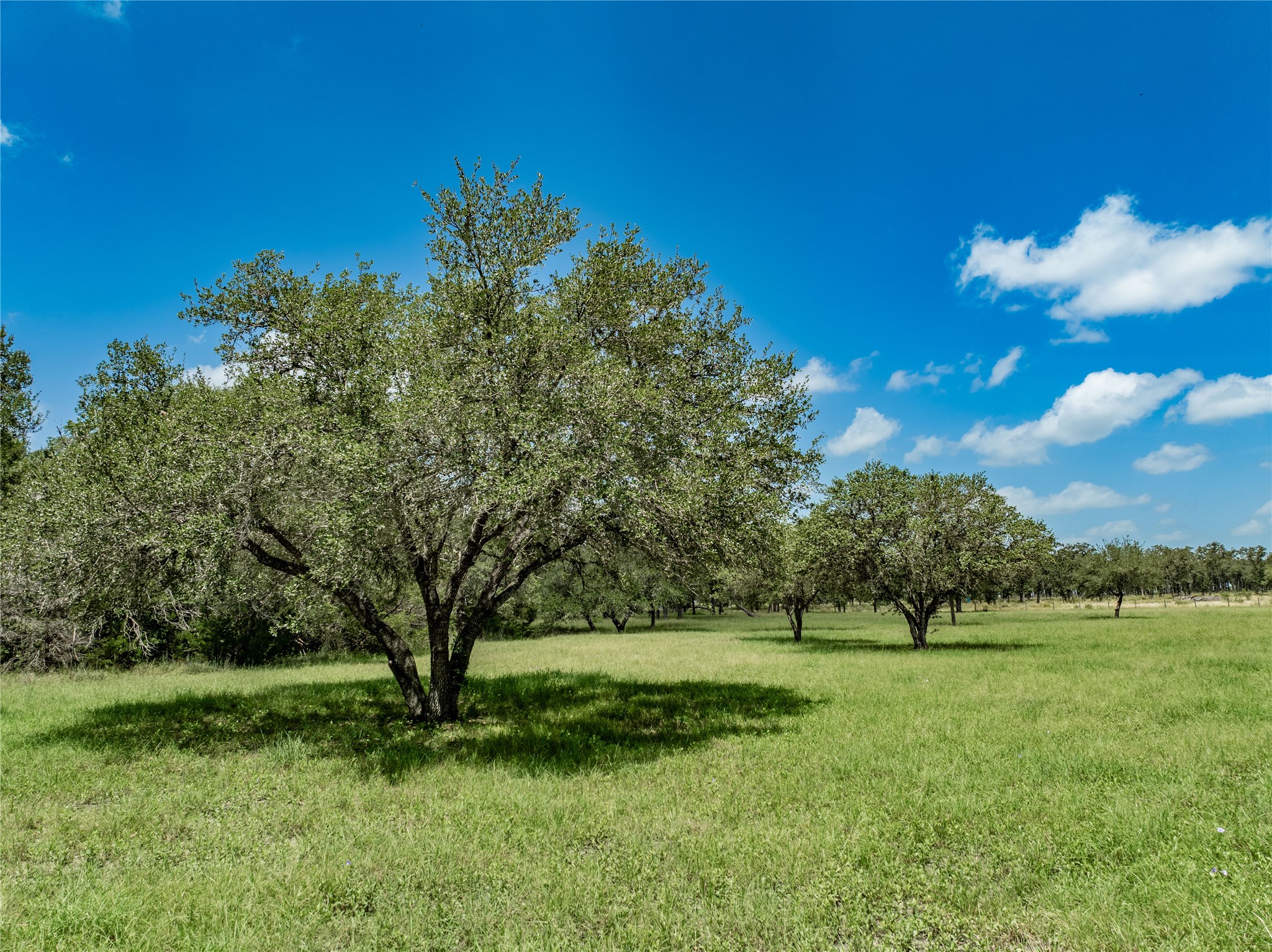 6800 Waldeck Cemetery Road Round Top, TX 78954 - Photo 5 of 8 a view of yard with green space