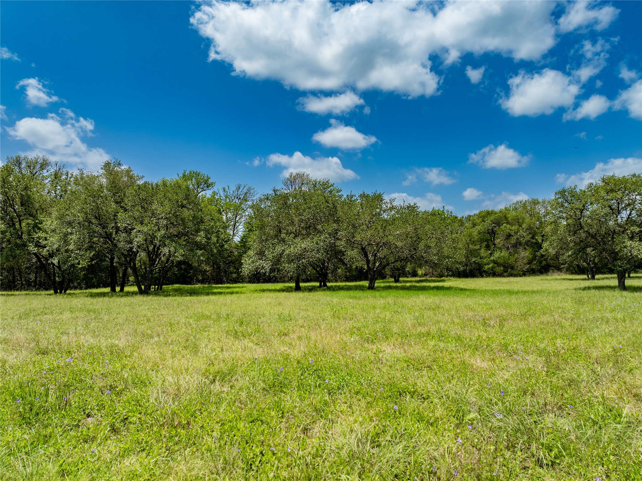 6800 Waldeck Cemetery Road Round Top, TX 78954 - Photo 6 of 8 a view of field and trees in the background