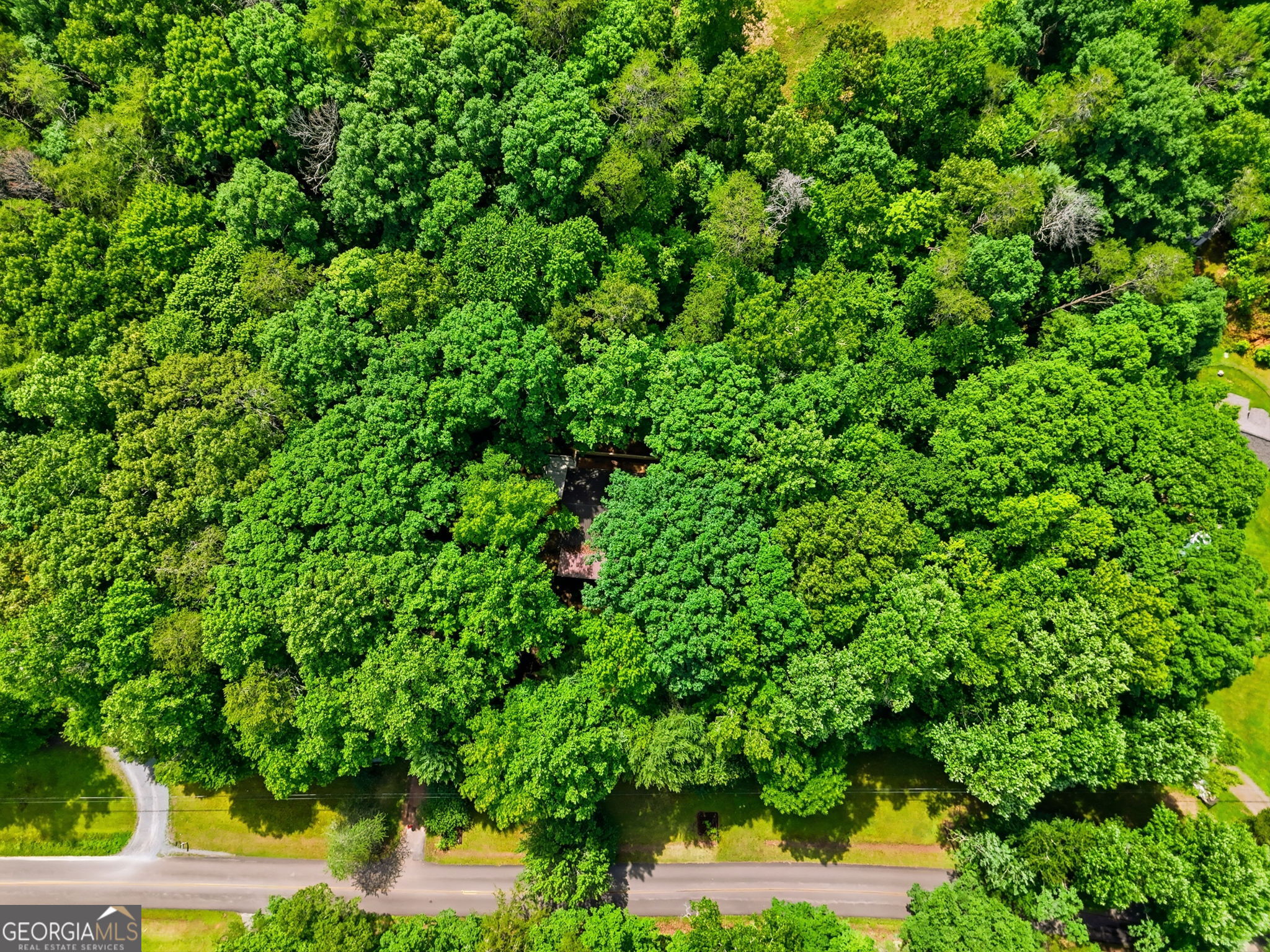 629 Goose Island Road Cherry Log, GA 30522 - Photo 52 of 52 a view of a lush green forest with lots of trees