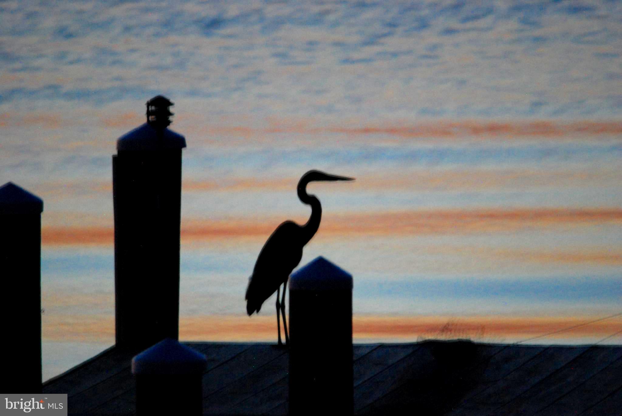 1252 Old Madison Road Madison, MD 21648 - Photo 88 of 90 Wildlife and traquil views