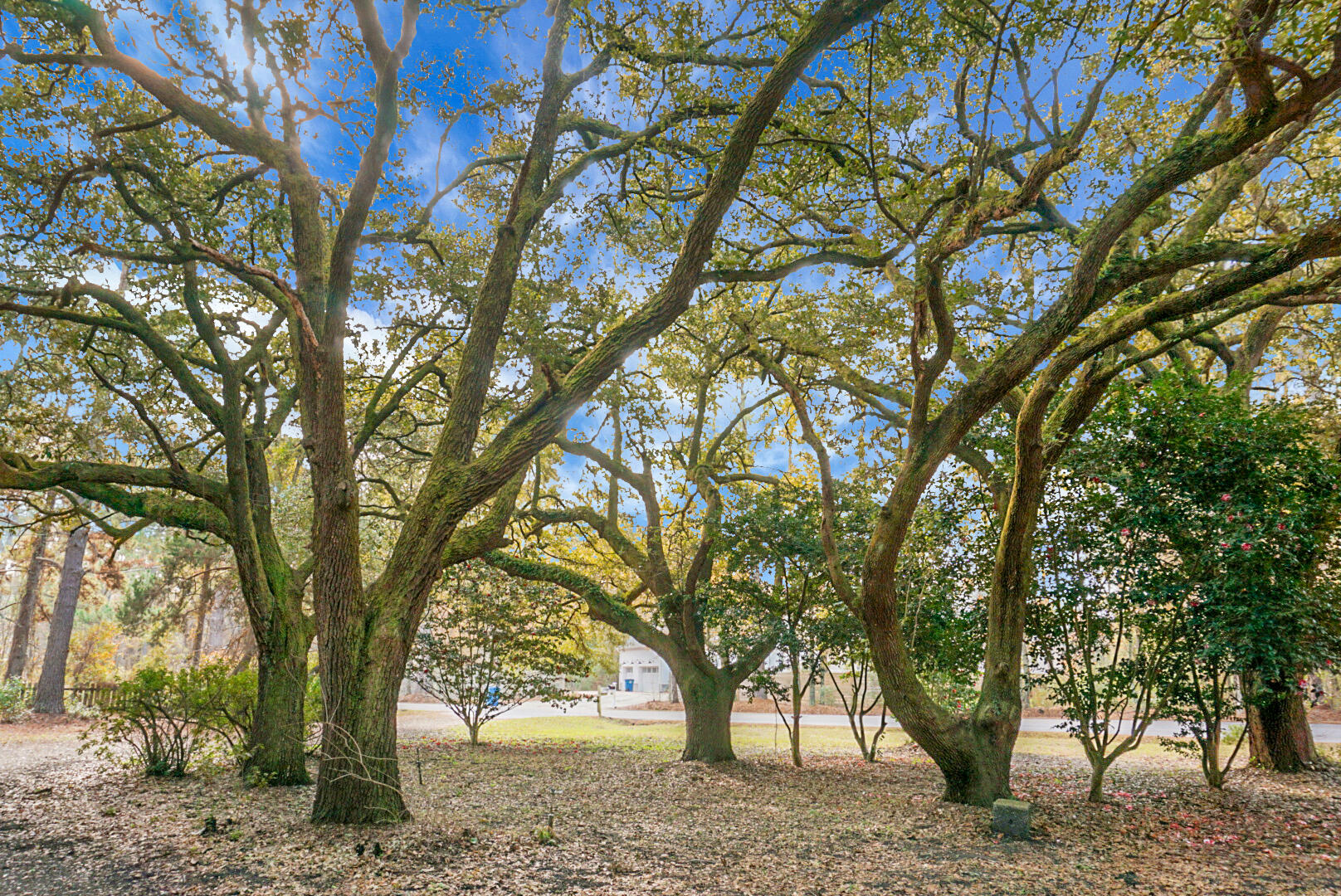 3206 Edenvale Road Johns Island, SC 29455 - Photo 4 of 50 DSC05745