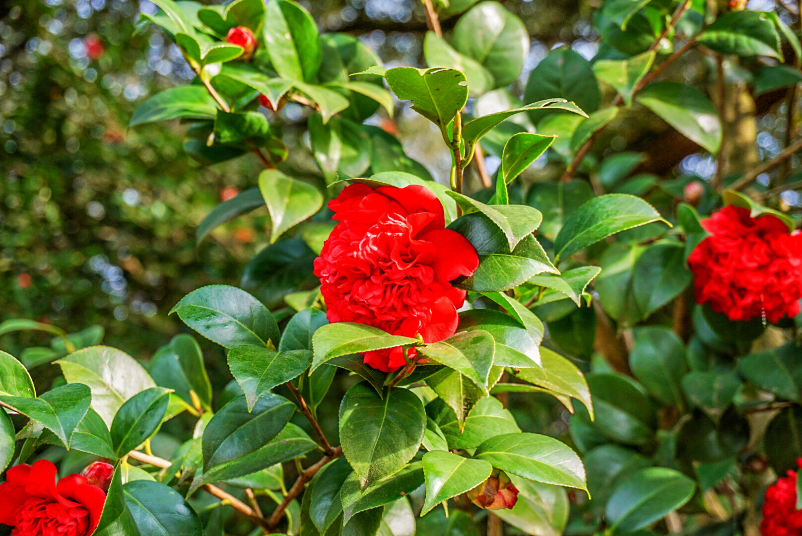 3206 Edenvale Road Johns Island, SC 29455 - Photo 46 of 50 DSC05754